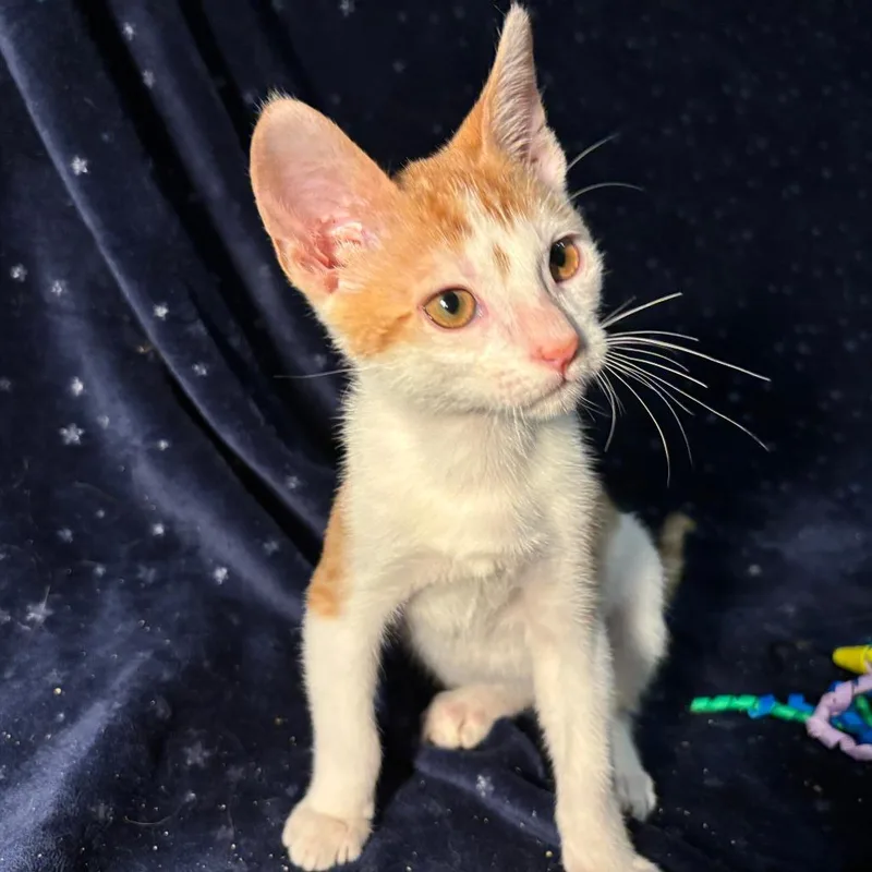 A baby small-sized male Orange / Red Domestic Short Hair cat named Carrot for adoption in Bulverde, TX