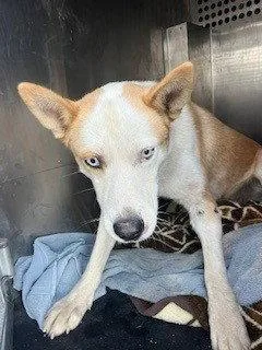 A young large-sized male Husky dog named Popcorn for adoption in Woodland, CA
