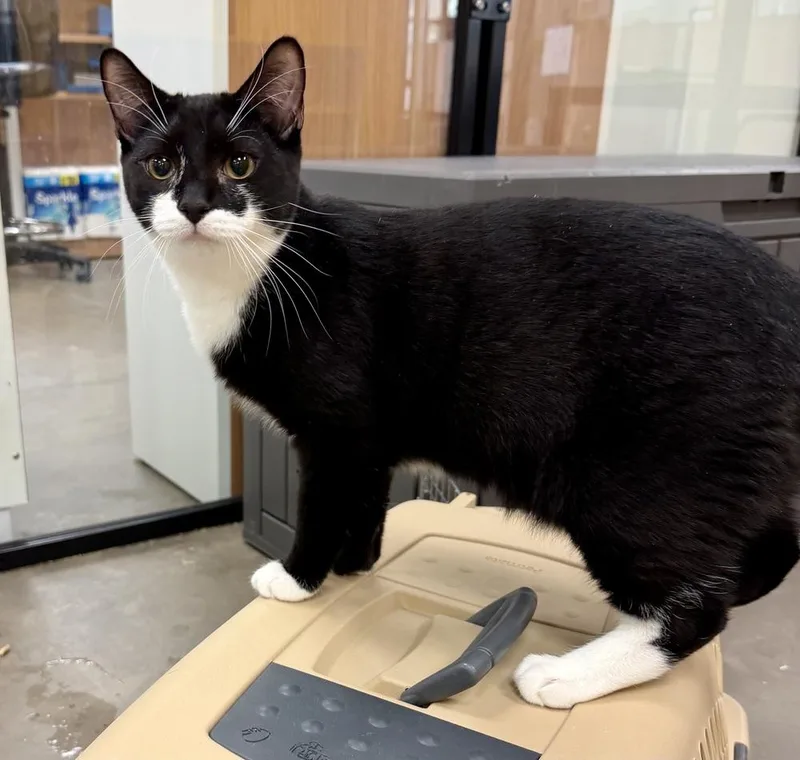 A baby medium-sized male Black & White / Tuxedo Domestic Short Hair cat named Jimmies for adoption in Cary, NC