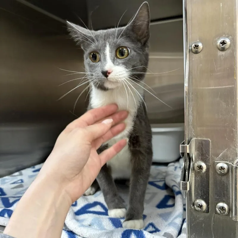 An adult small-sized female Gray / Blue / Silver Domestic Short Hair cat named Gidget for adoption in Escanaba, MI