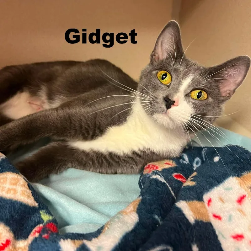 Gidget thumbnail 2