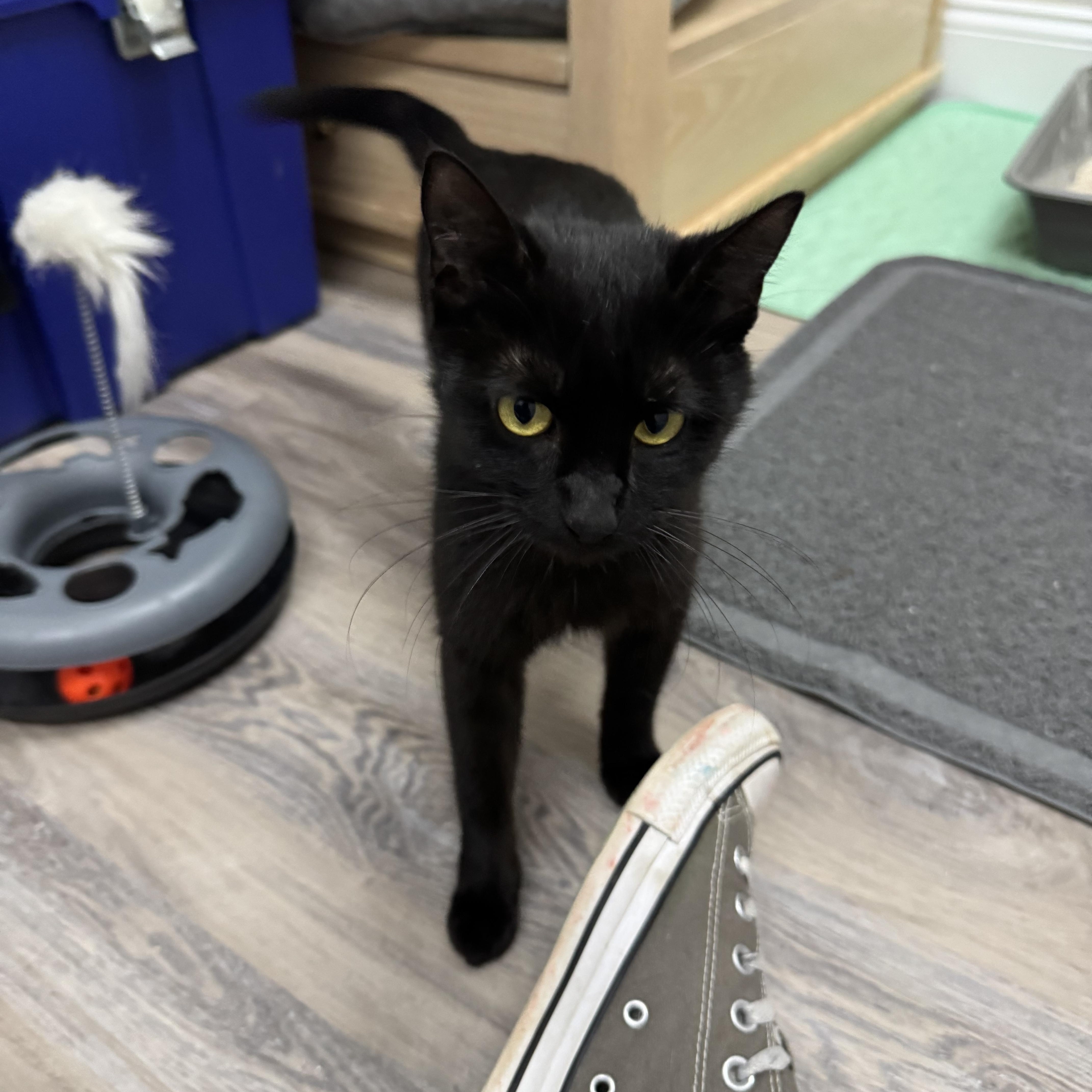 An adult small-sized female Domestic Short Hair cat named Fifi for adoption in Fulton, NY