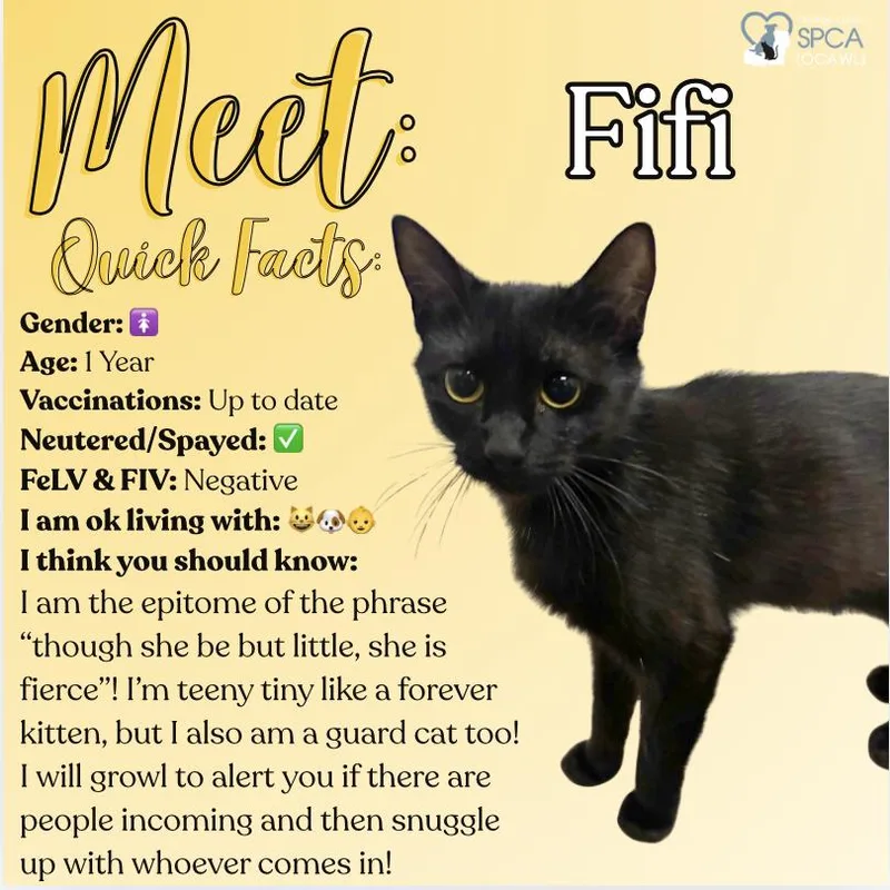 Fifi thumbnail 2
