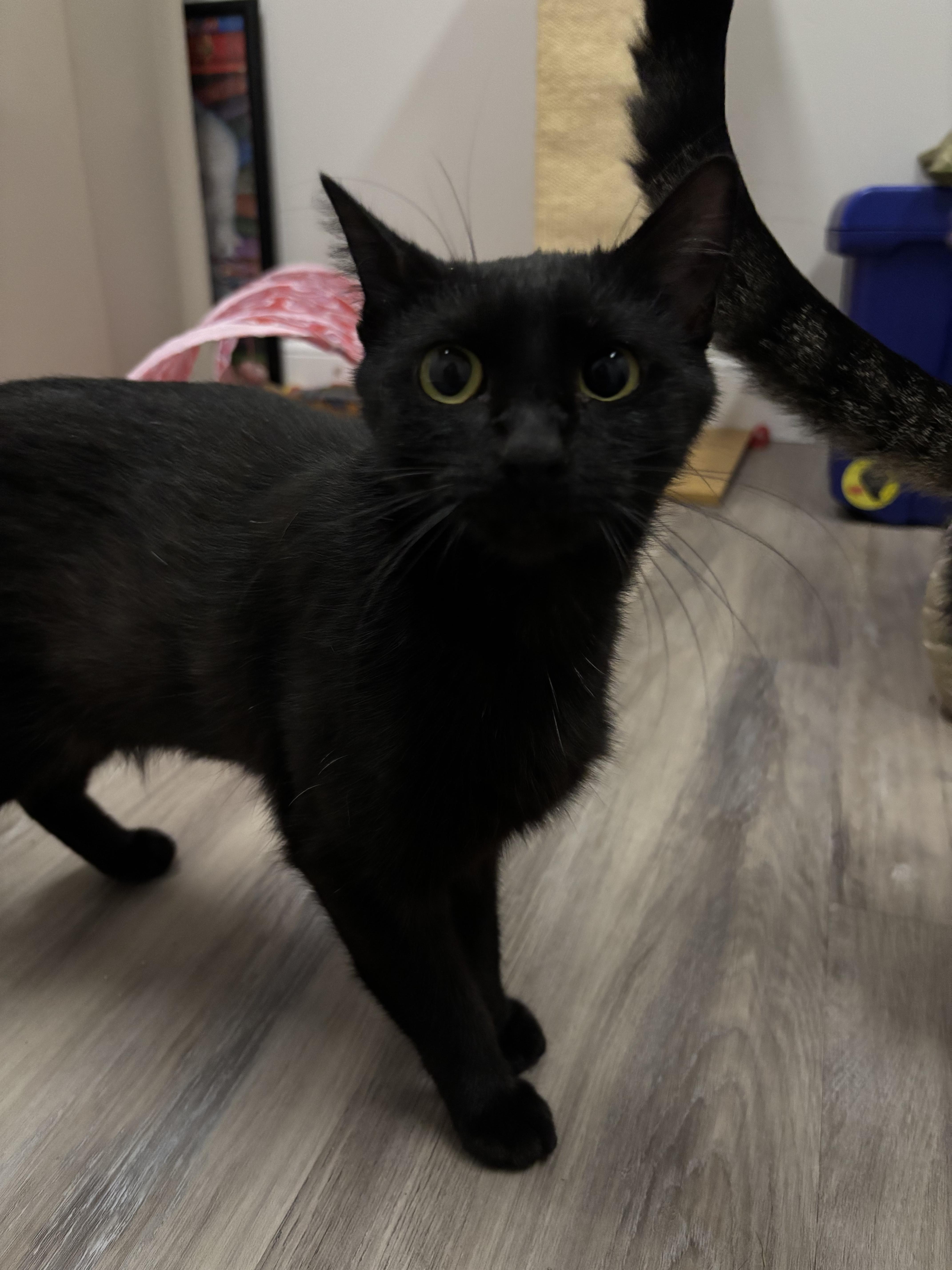 Fifi thumbnail 5