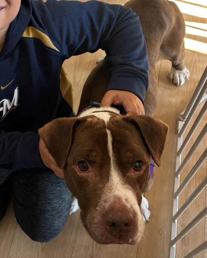 An adult medium-sized male Pit Bull Terrier dog named Bluebeard for adoption in Crete, IL