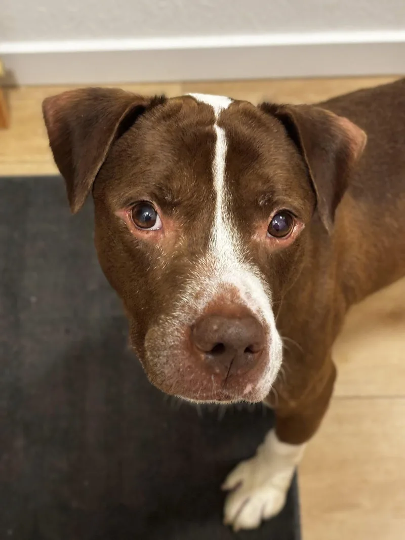 Bluebeard thumbnail 3