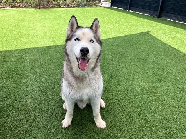 An adult large-sized male Siberian Husky dog named Coco for adoption in Tustin, CA