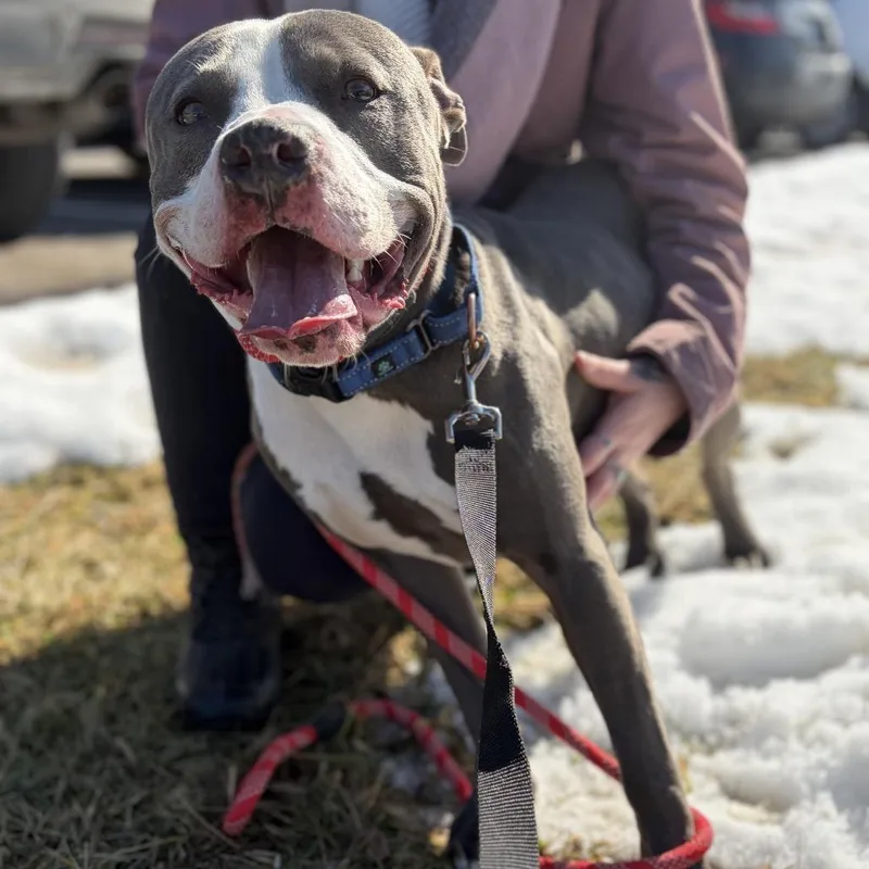A young medium-sized male Gray / Blue / Silver Mixed Breed dog named Regis for adoption in Melbourne, KY