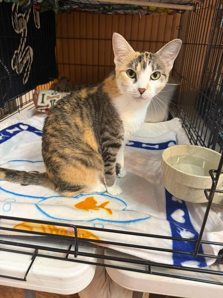 An adult medium-sized female Domestic Short Hair cat named Emily for adoption in Cumberland, ME