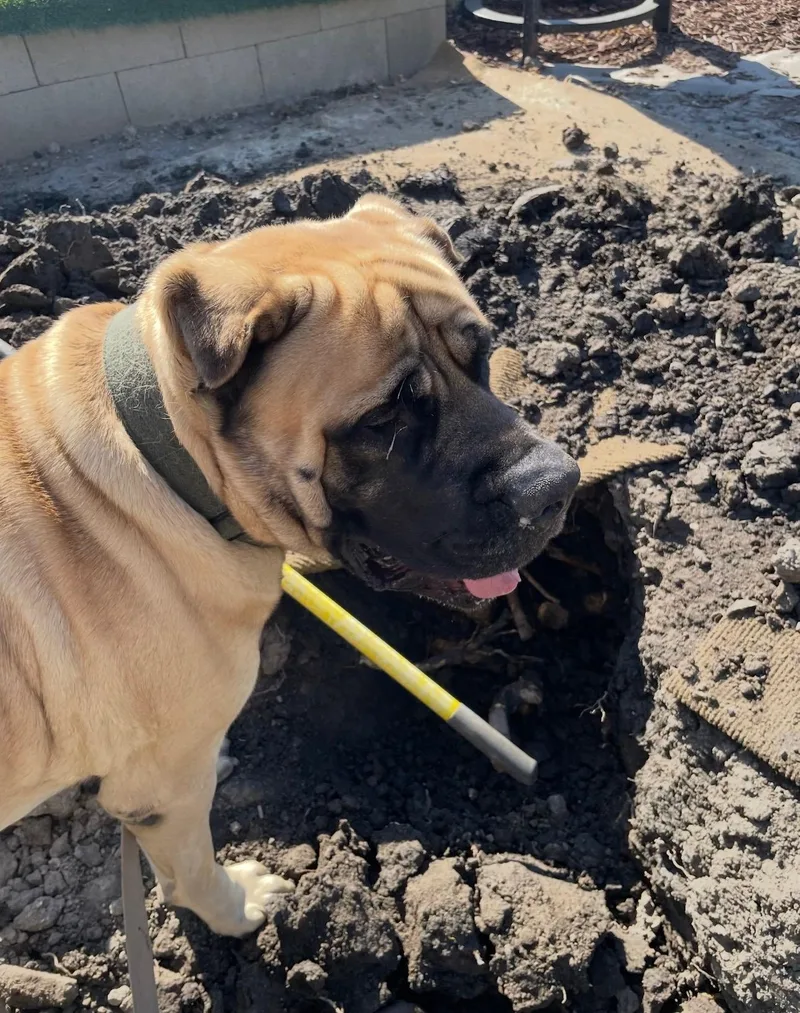 A young extra large-sized male Yellow / Tan / Blond / Fawn Mastiff dog named Haze for adoption in Lodi, CA