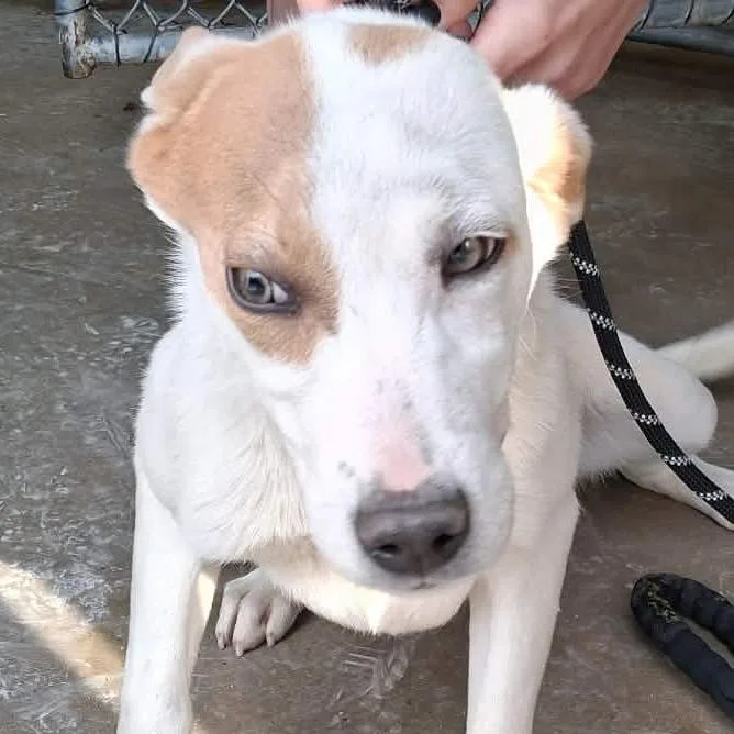A baby medium-sized female White / Cream Anatolian Shepherd dog named Evangeline for adoption in Enterprise, AL