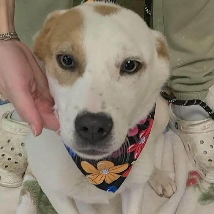 Evangeline thumbnail 2