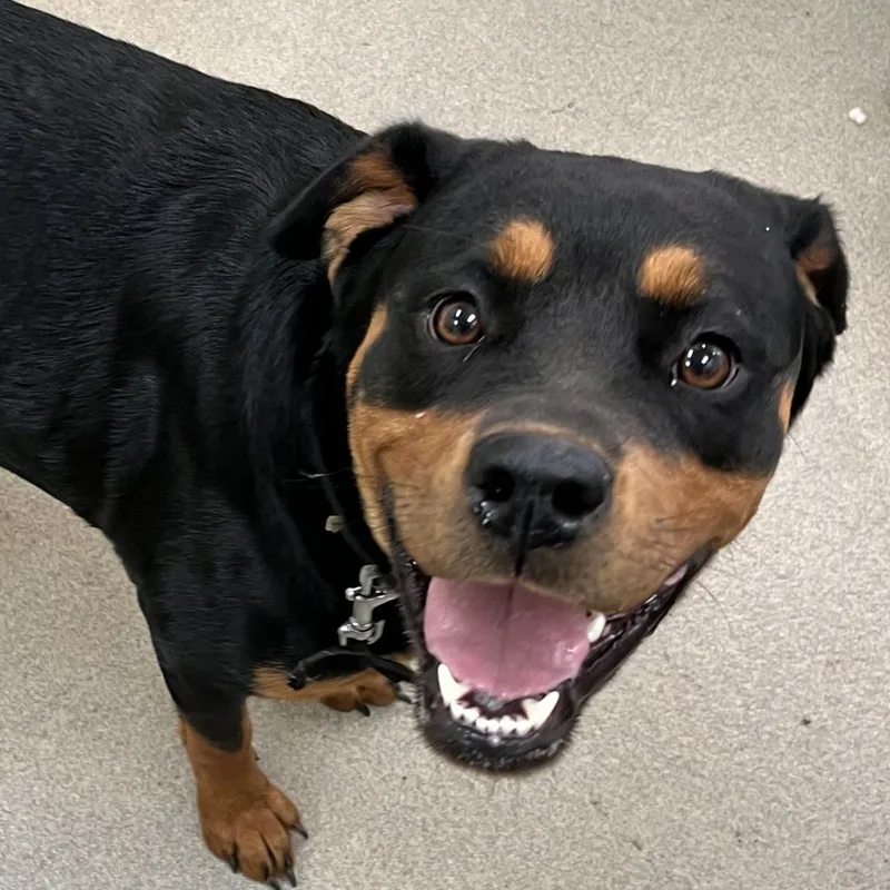 An adult large-sized female Black Rottweiler dog named Shy Shire for adoption in Lynchburg, VA