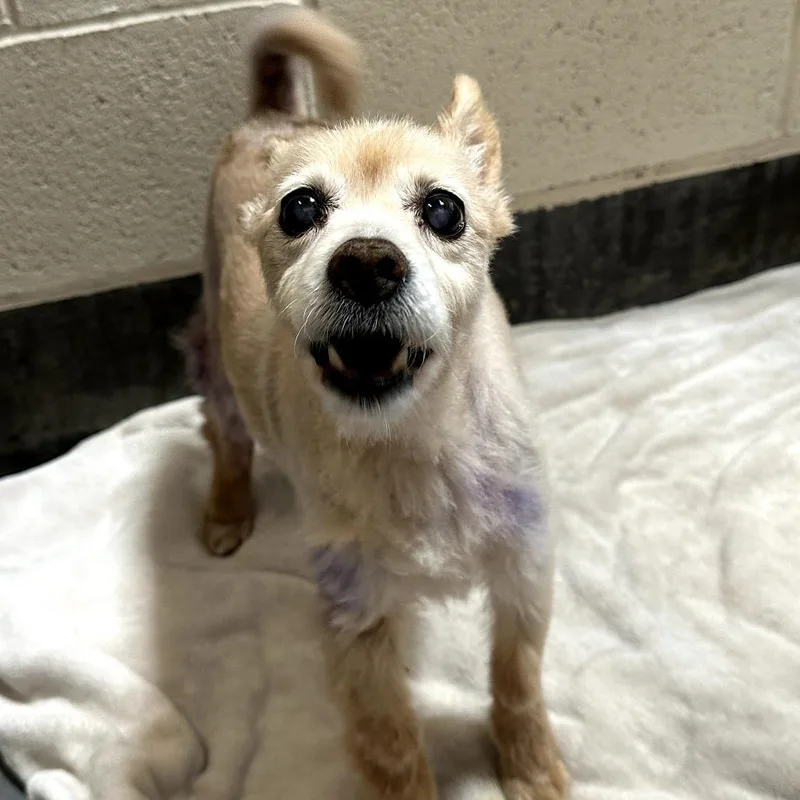 A senior small-sized female Yellow / Tan / Blond / Fawn Terrier dog named Bluey for adoption in Upland, CA