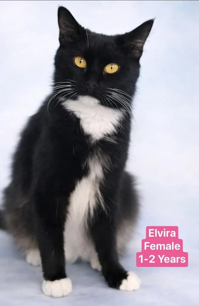 An adult large-sized female Black & White / Tuxedo Domestic Short Hair cat named Mama Magic Fur for adoption in Manteca, CA