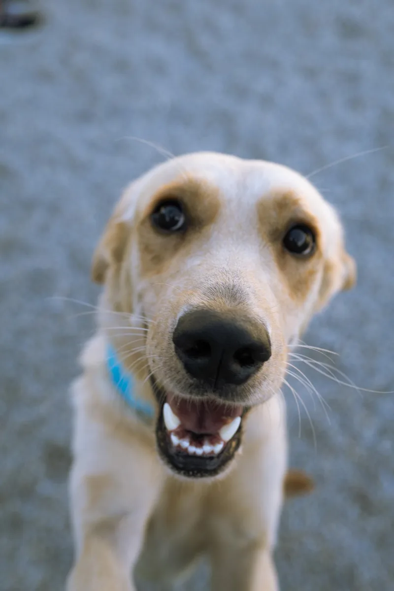 A young large-sized male Yellow Labrador Retriever dog named Jackson for adoption in Cincinnati, OH