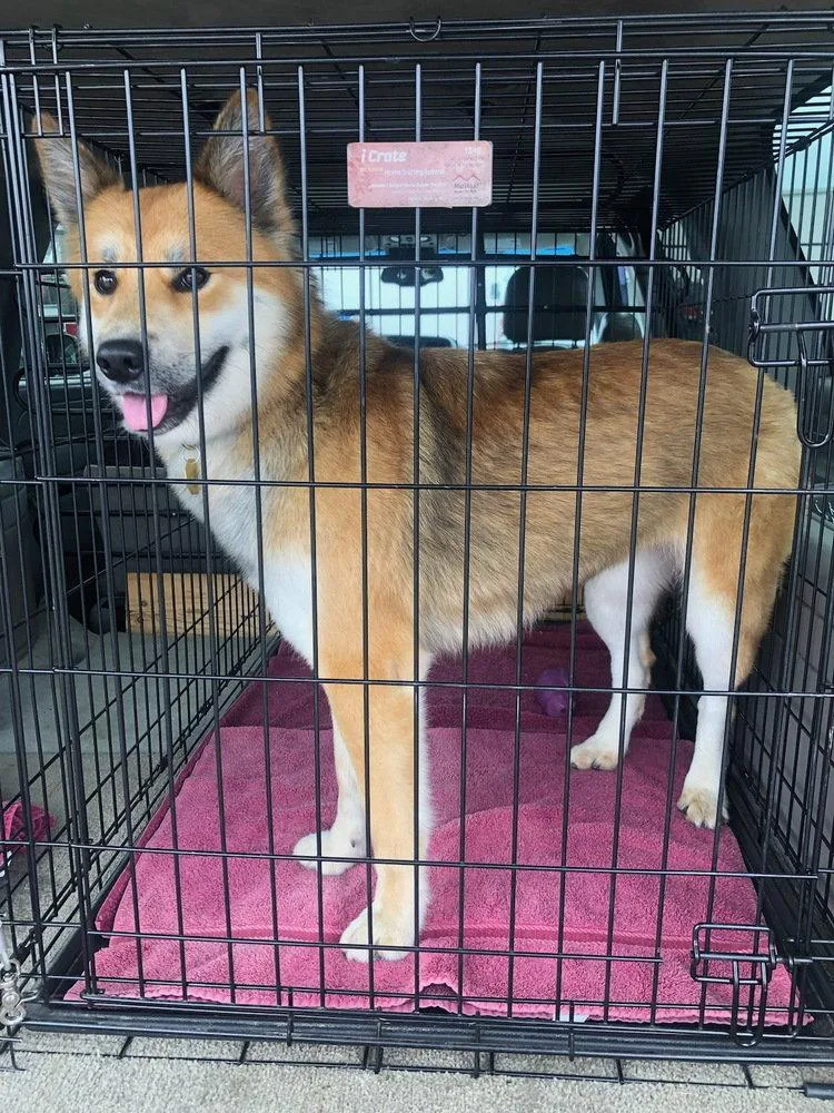 A young medium-sized female German Shepherd Dog dog named Starfox St for adoption in Cupertino, CA