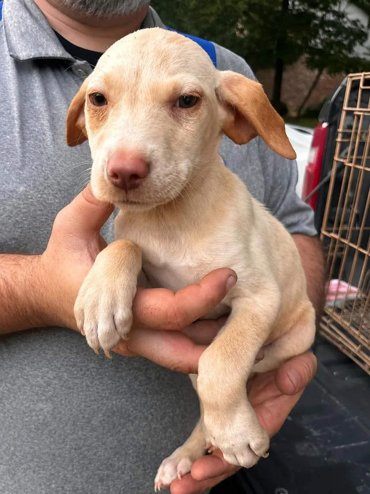 A baby medium-sized female Mixed Breed dog named Daisy for adoption in Groveland, MA