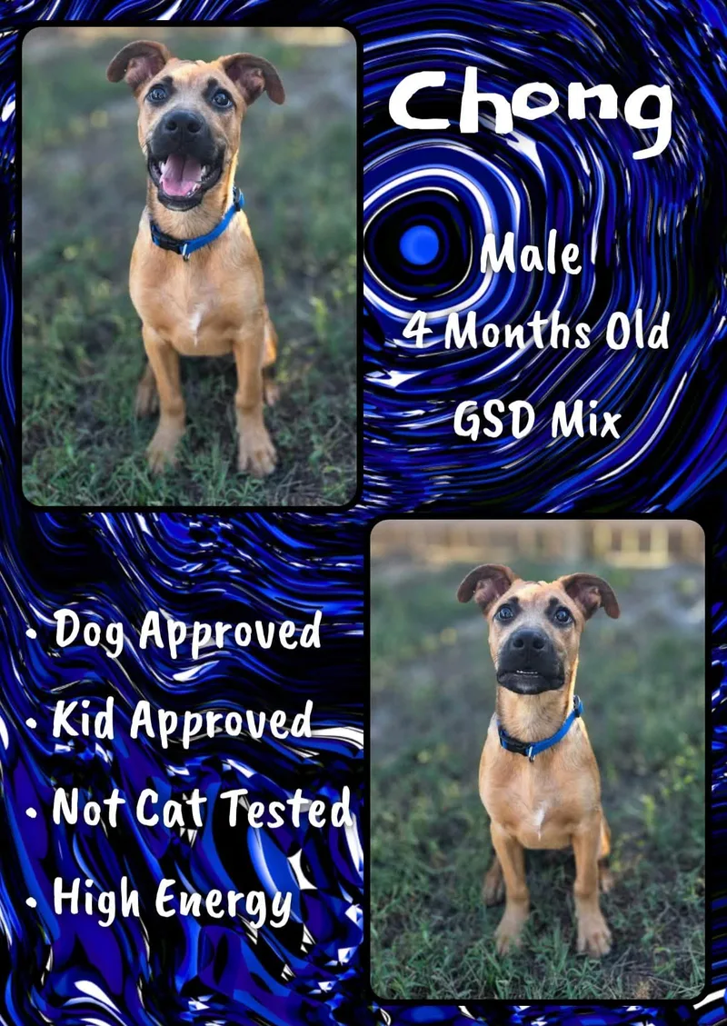 A baby medium-sized male Shepherd dog named Chong for adoption in Jacksonville, NC