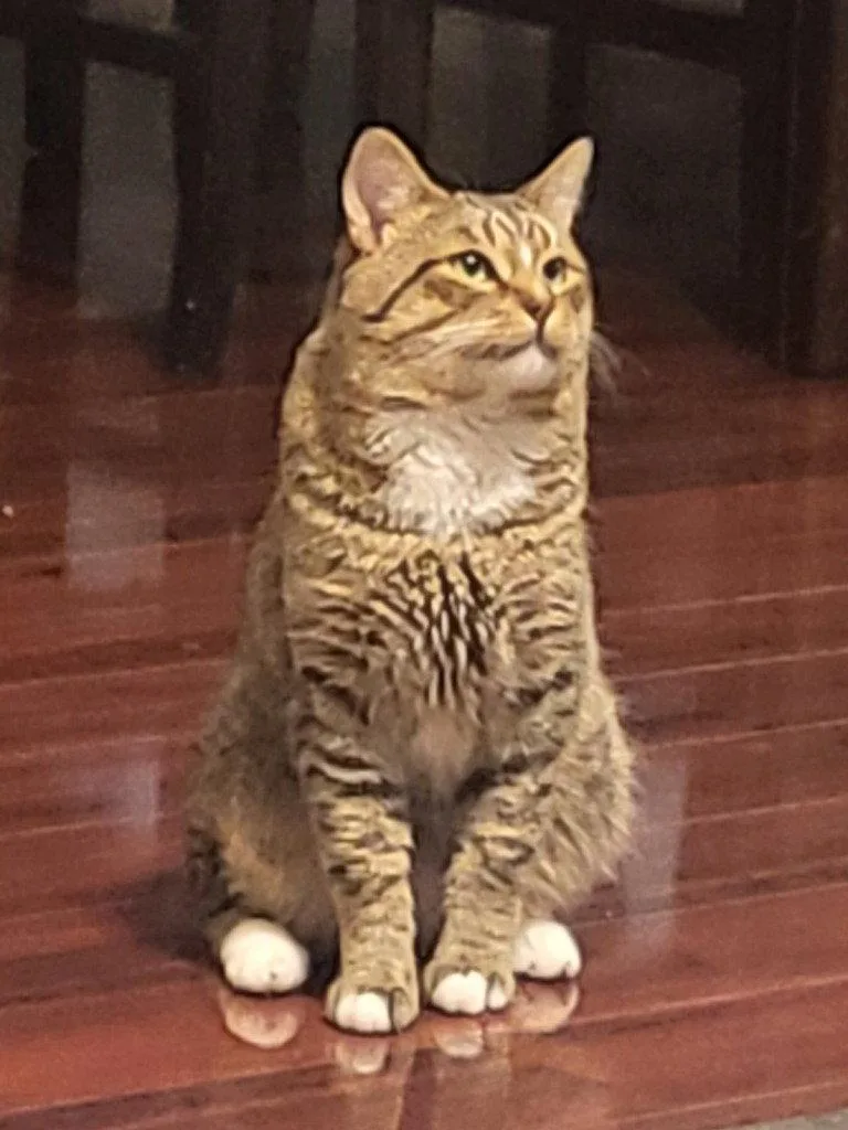 An adult medium-sized male Domestic Short Hair cat named Haru for adoption in St. Helens, OR