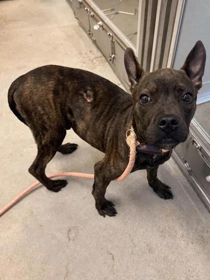 A baby medium-sized male Brindle Pit Bull Terrier dog named Claude for adoption in Cleveland, OH