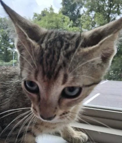 A baby medium-sized male Domestic Short Hair cat named Gambit for adoption in Sevierville, TN