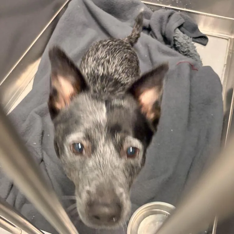 An adult medium-sized male Mixed Breed dog named Didgeridoo for adoption in Davenport, IA