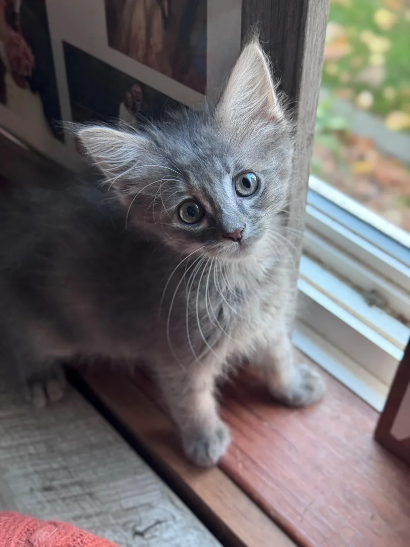 A baby small-sized female Gray / Blue / Silver Domestic Medium Hair cat named Beruna for adoption in Hackensack, MN