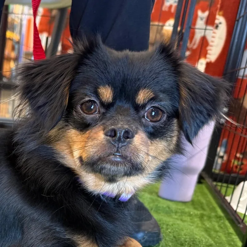 An adult small-sized female Cavalier King Charles Spaniel dog named Auntie Ethel for adoption in San Jacinto, CA