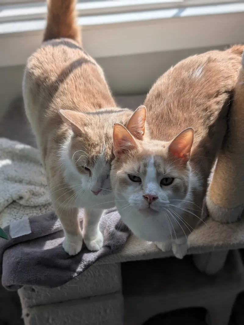 An adult medium-sized male Orange & White Domestic Short Hair cat named Louden for adoption in Walled Lake, MI
