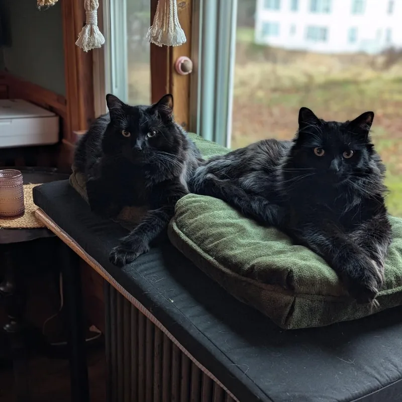 T'Challa and JJ