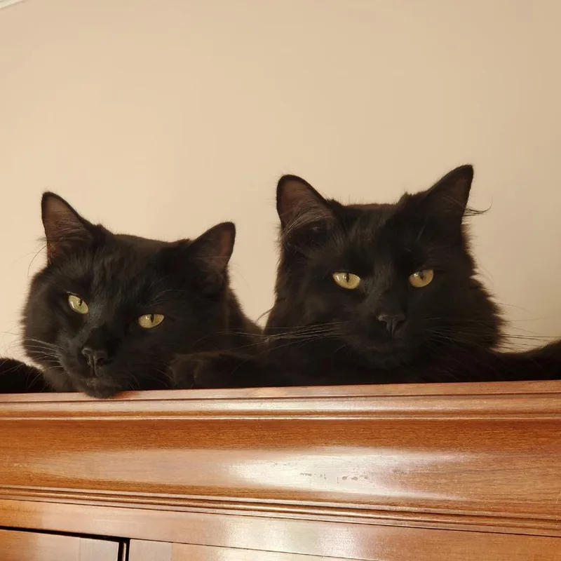 T'Challa and JJ thumbnail 2