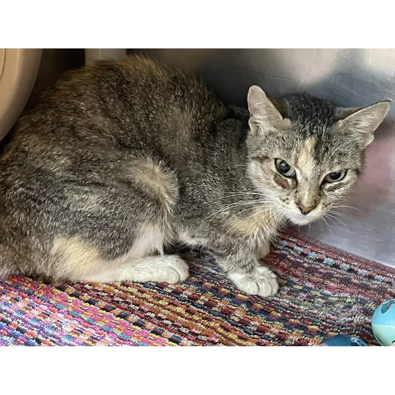 An adult small-sized female Gray / Blue / Silver Domestic Short Hair cat named Hooray for adoption in Austin, TX