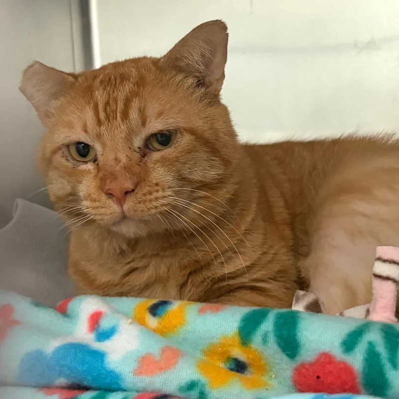 An adult extra large-sized male Domestic Short Hair cat named Bob for adoption in Cumming, GA