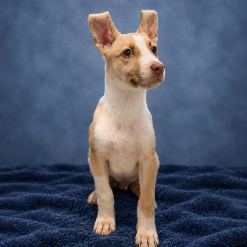 A baby medium-sized male Carolina Dog dog named Loaf for adoption in San Antonio, TX