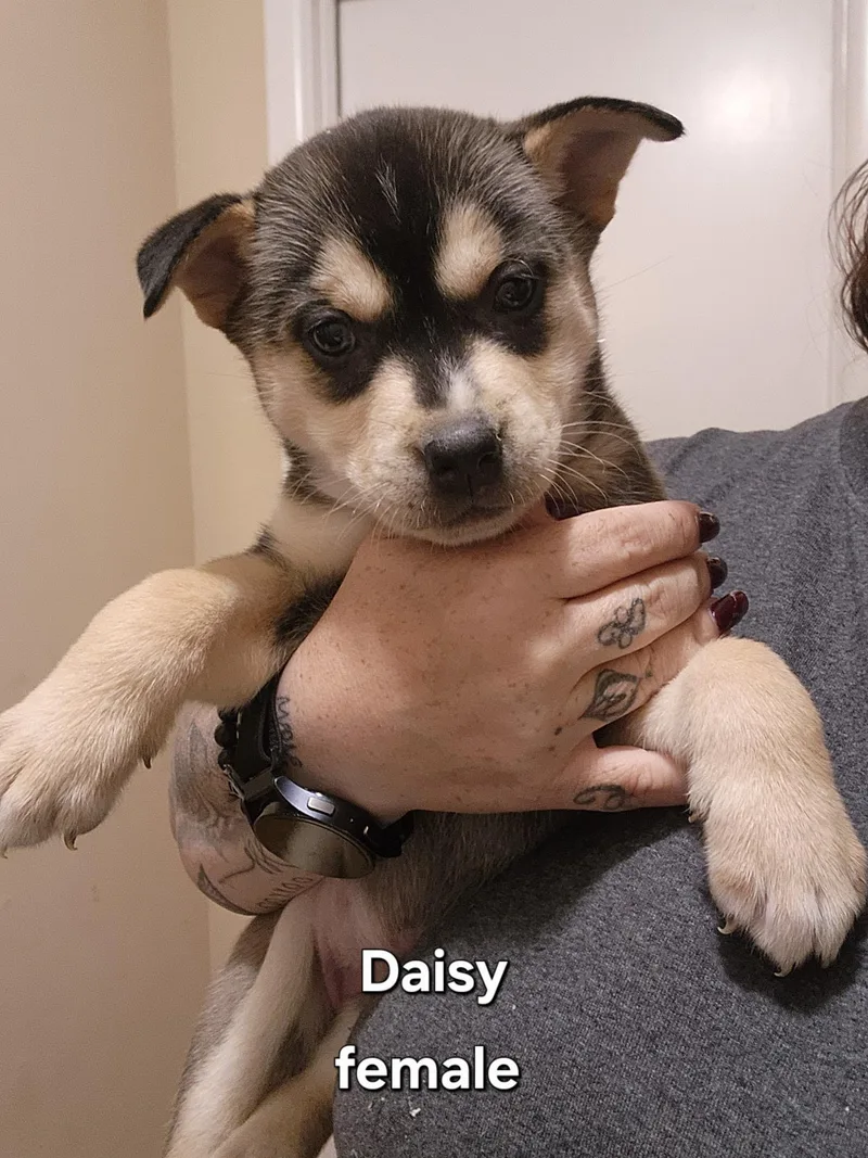 Daisy