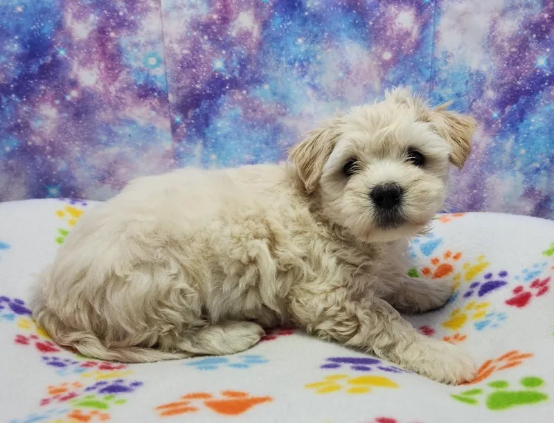 A baby medium-sized female Maltese dog named Cupfection for adoption in Washington Court House, OH