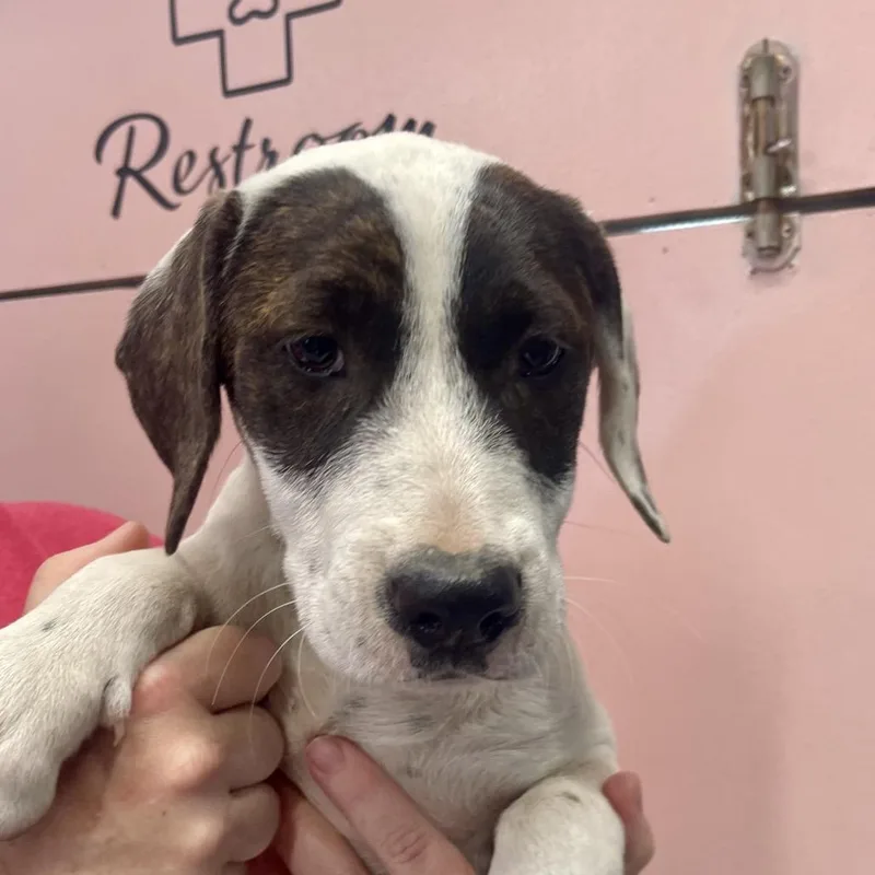 A baby large-sized female White / Cream Mixed Breed dog named Pineapple for adoption in Huntsville, AR
