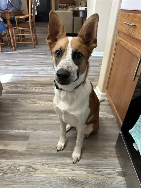 A young large-sized male Belgian Shepherd / Malinois dog named Radley for adoption in Sacramento, CA