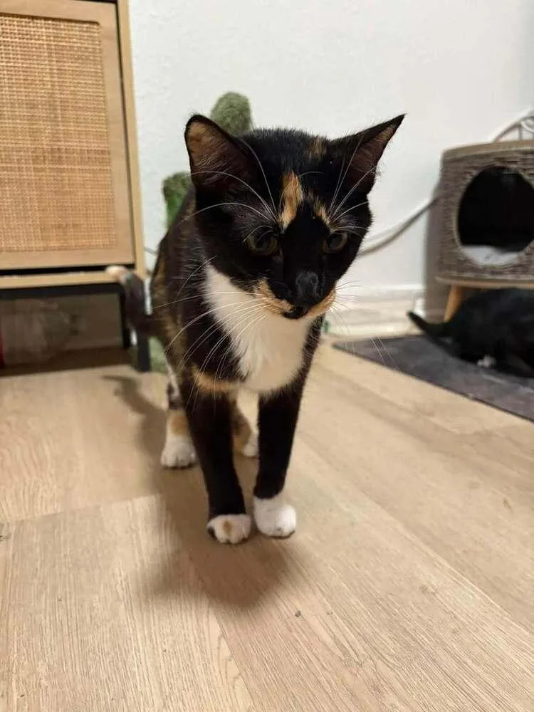 A young medium-sized female Domestic Short Hair cat named Mosaic for adoption in Blanchard, OK