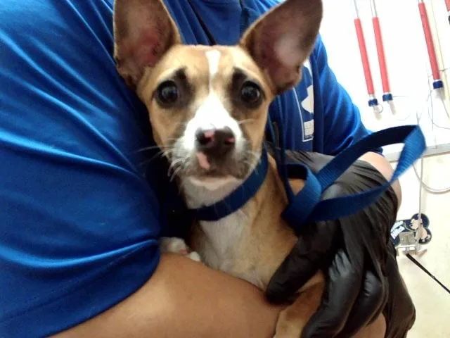 A young small-sized female Terrier dog named A for adoption in Martinez, CA