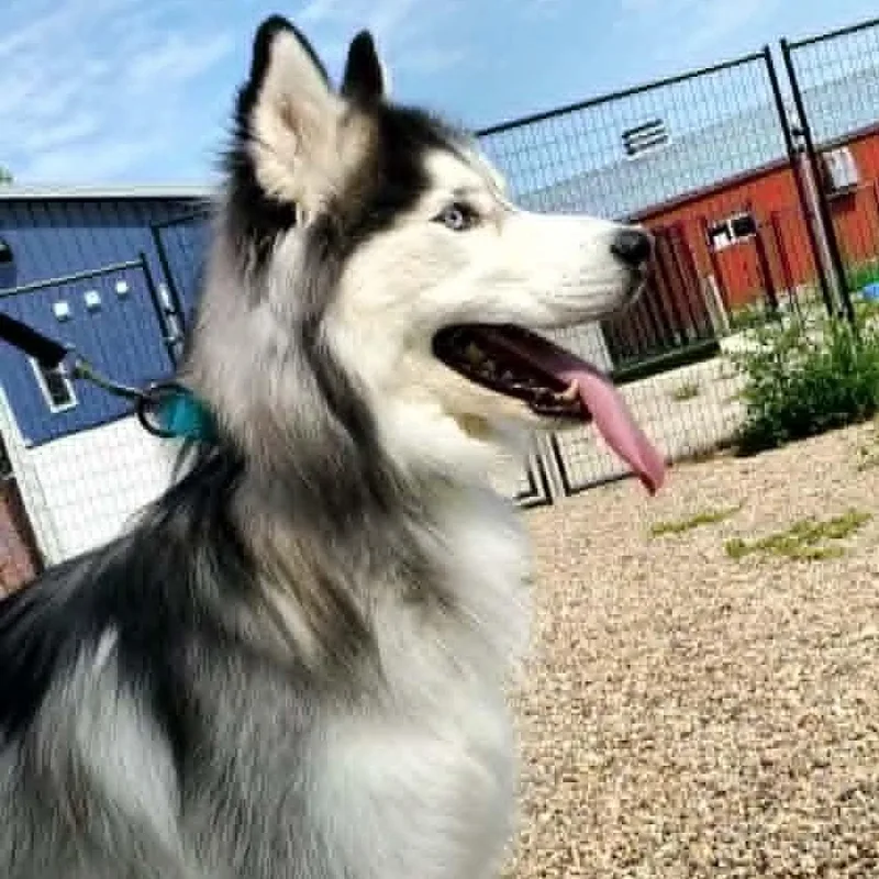 An adult large-sized male Siberian Husky dog named Oakley for adoption in Hutchinson, MN