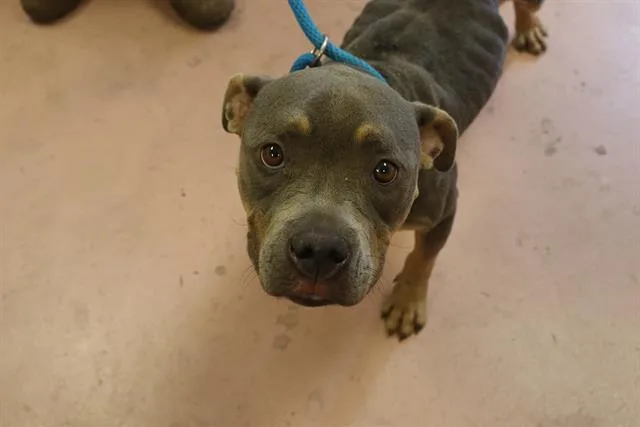 An adult small-sized female Mixed Breed dog named Bella for adoption in Columbia, SC