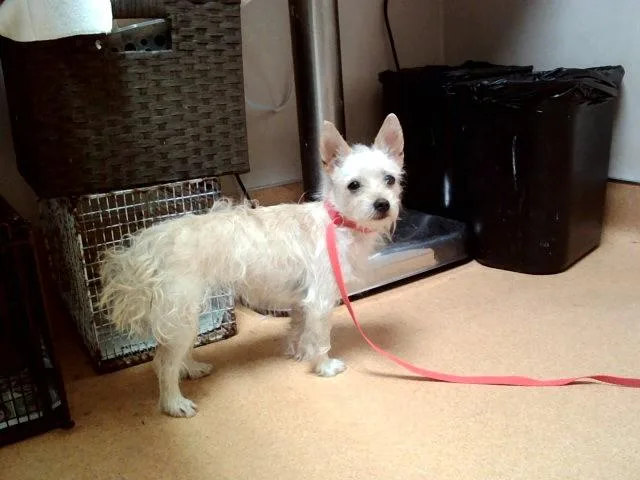 A young small-sized female Terrier dog named Petunia for adoption in Martinez, CA
