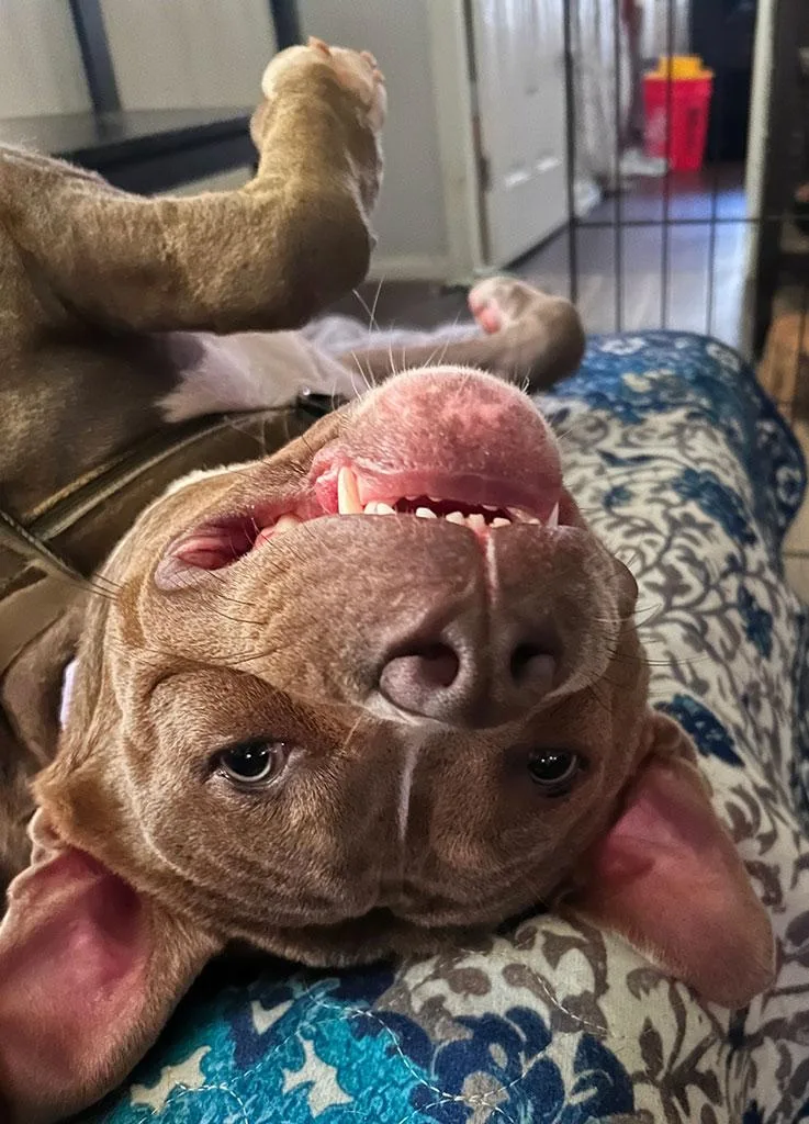 A young medium-sized male Pit Bull Terrier dog named Monty for adoption in Bowie, MD