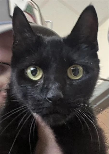 A young small-sized female Domestic Short Hair cat named Mary for adoption in Boston, MA