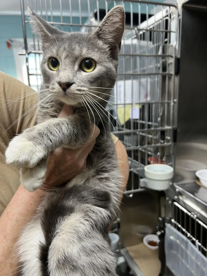 An adult medium-sized male Domestic Short Hair cat named Boosie Frog for adoption in Trenton, NJ