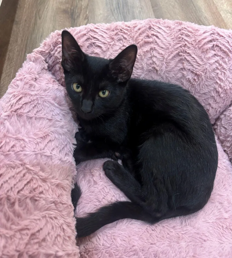 A young medium-sized female Black Domestic Short Hair cat named Radar for adoption in Lodi, CA
