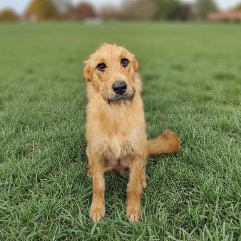 A young medium-sized female Goldendoodle dog named Woofstock for adoption in Clinton Township, MI