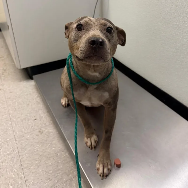 A young medium-sized female Brown / Chocolate Catahoula Leopard Dog dog named Diamond for adoption in Bastrop, TX